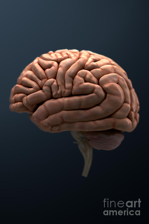 9-human-brain-science-picture-co.jpg