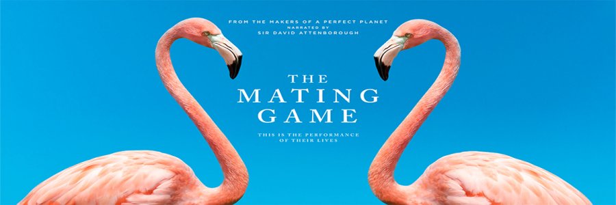 The_Mating_Game_Hero_Iconic_Flamingo_1920x850_SDA_72dpi_RGB.jpg